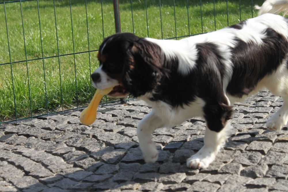 Хлопчик Кавалер Кінг Чарльз Спаніель триколор