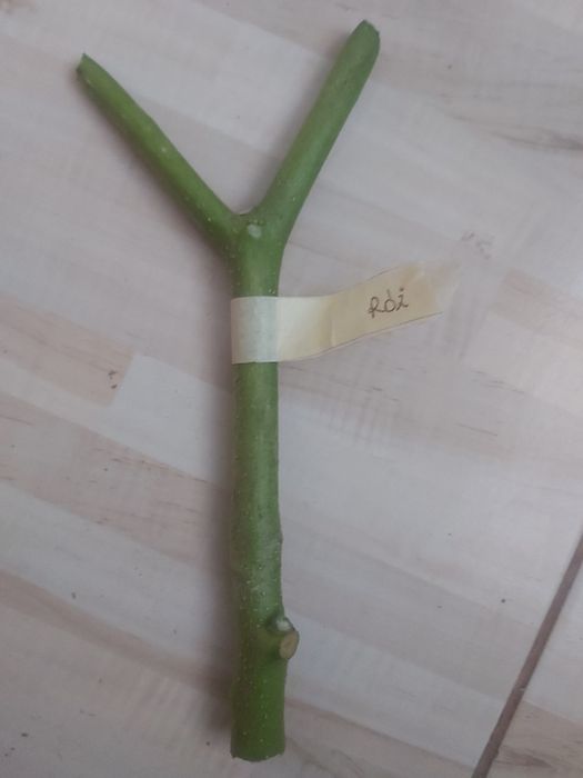 Datura brugmansia zolta biala roz