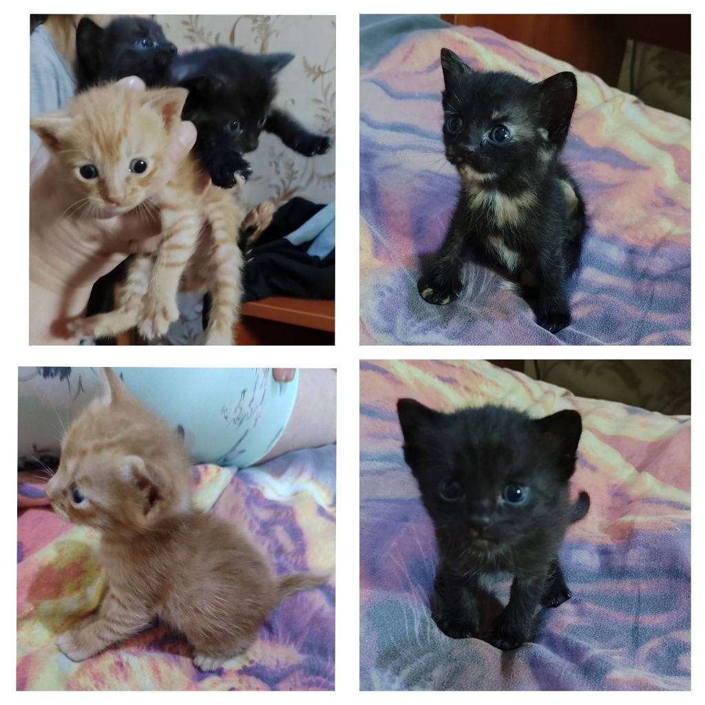 Котята!) 2 мальчика и девочка, им месяц