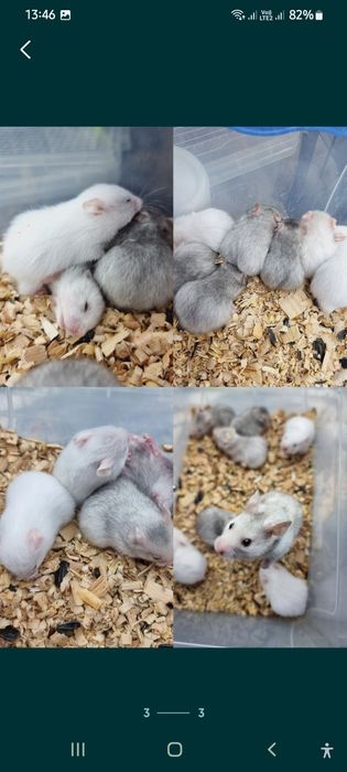 Хомяк персиковый очень красивый окрас серый белый хомячки джунгарик