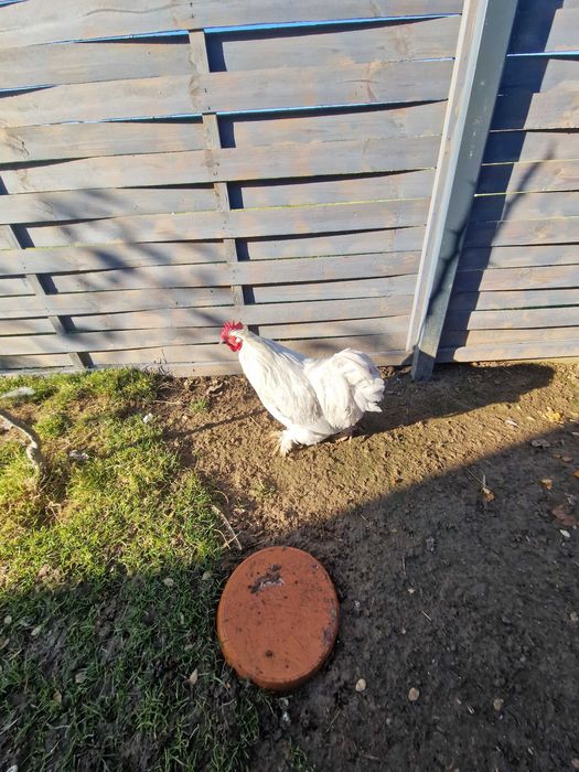 Kochin karzeł, olbrzym perliczka, liliput