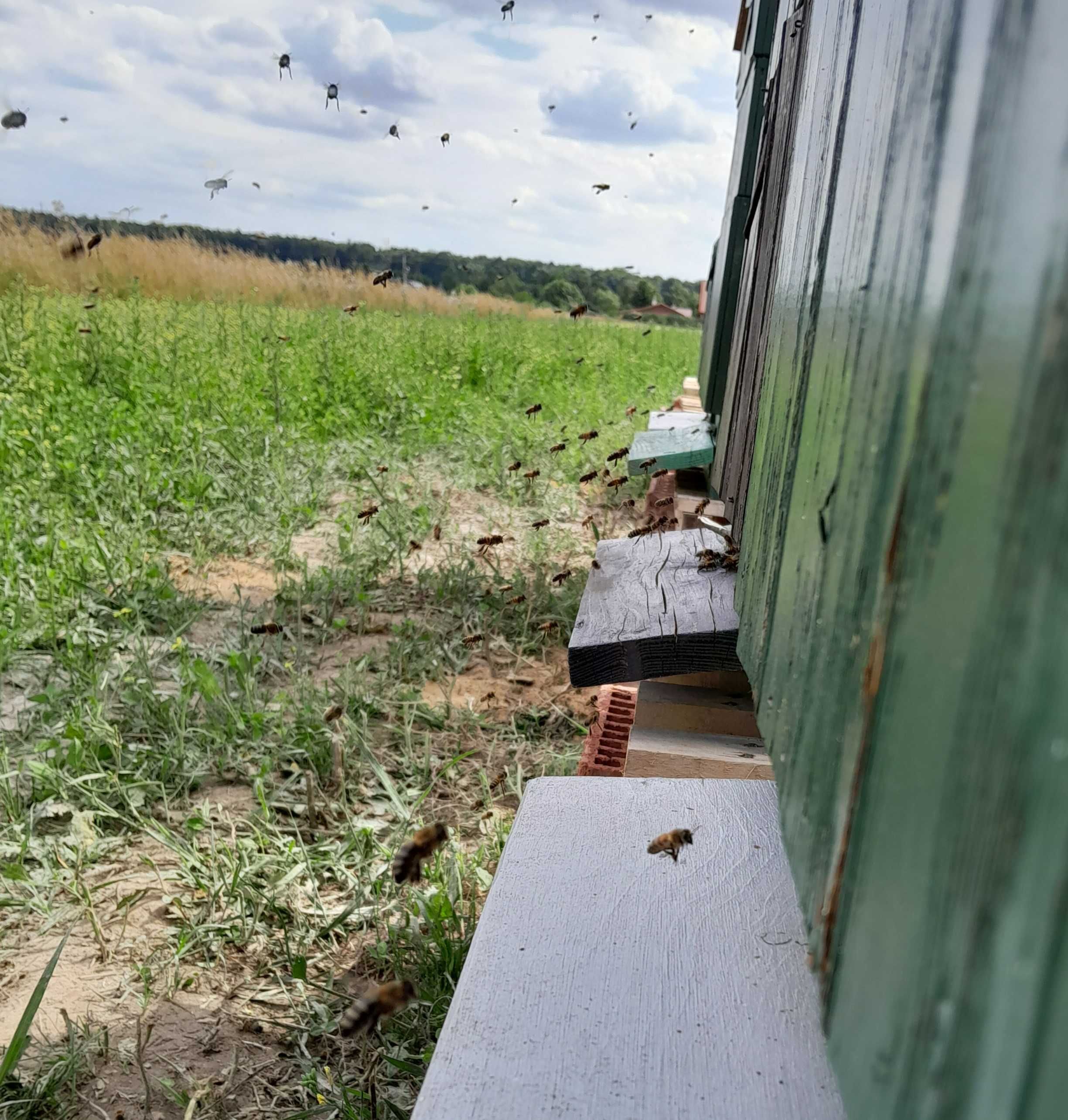 Naturalny miód z własnej rodzinnej pasieki