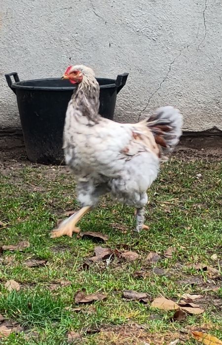 Sprzedam młode koguty mix brahma olbrzymia