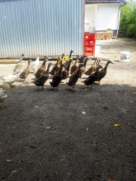 Kaczki biegusy indyjskie pogromcy ślimaków