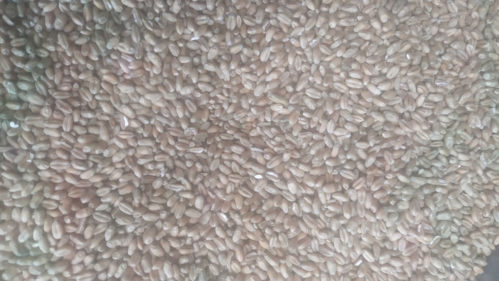 Pszenica dla kur , gołębi itp