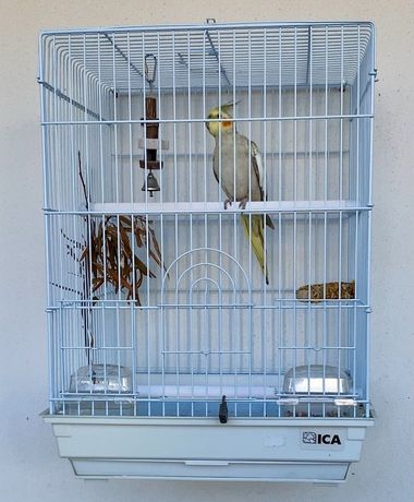 Gaiola de Porte Médio/Grande para Pássaros em Excelentes Condições