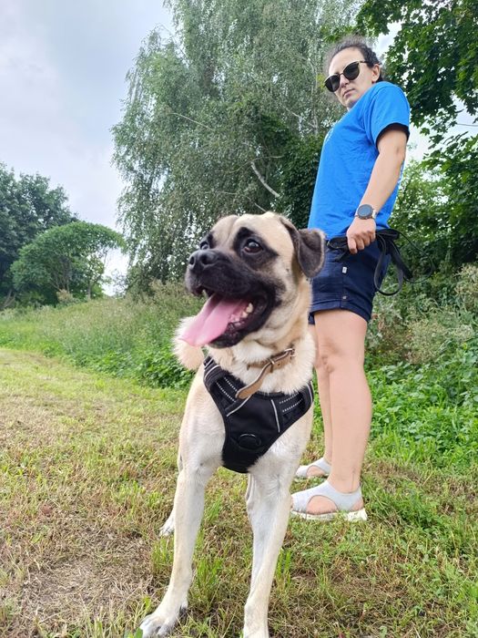 Pies Biszkopt w typie mops