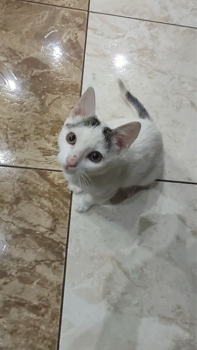 Віддам котика у добрі руки