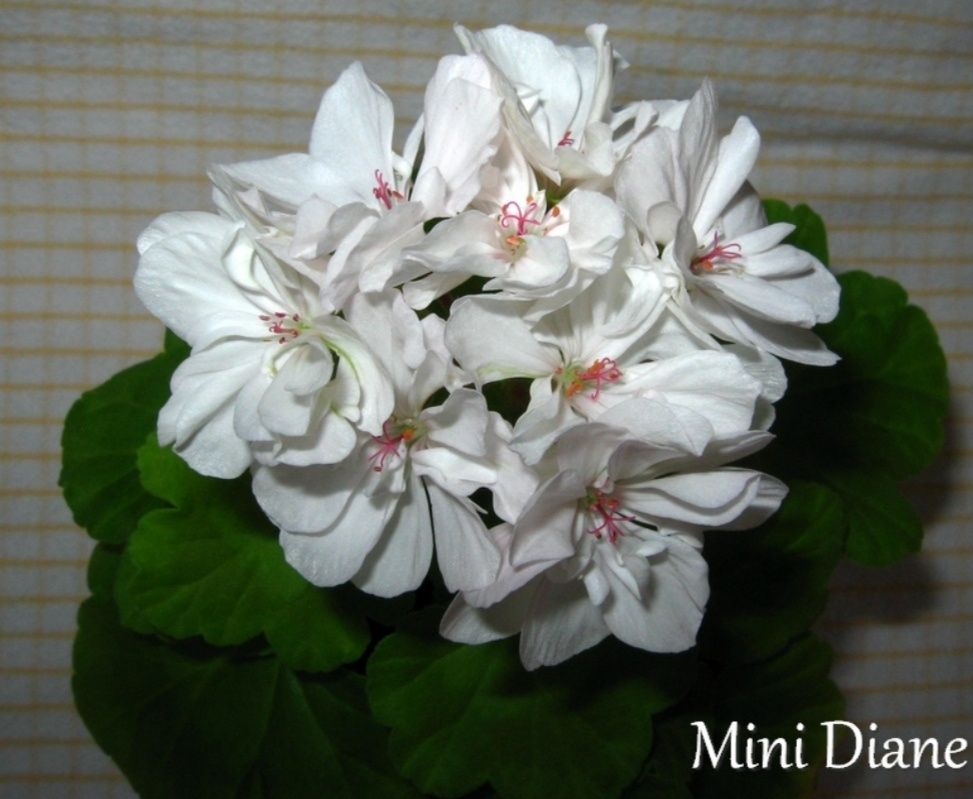 Пеларгония Mini Diane