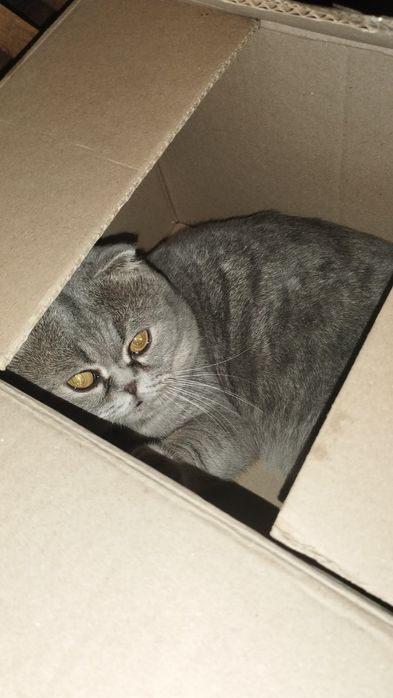 Продам шотландських котят