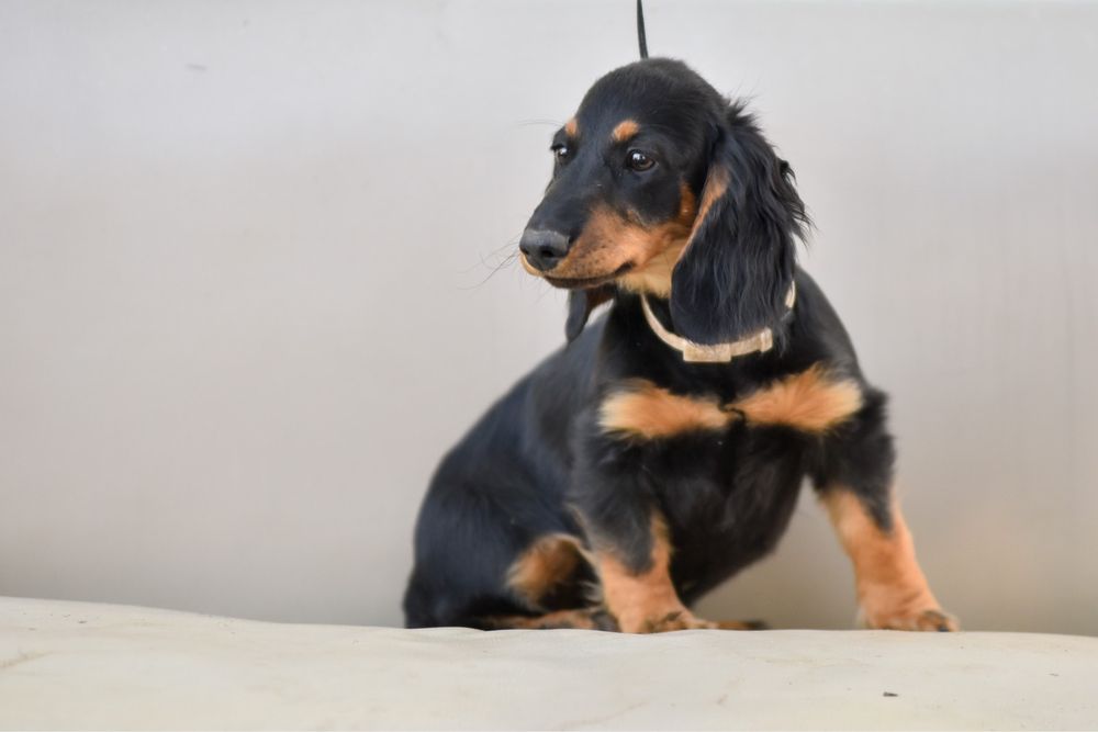 Шикарні довгошерстні такси