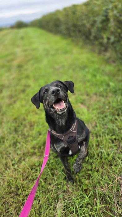 Młodziutki piesek Potter