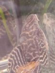 Glonojad Hypancistrus sp. L401