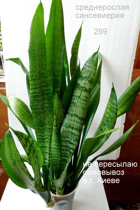 продаются аубрутиана среднерослая и высокорослая сансевиерии