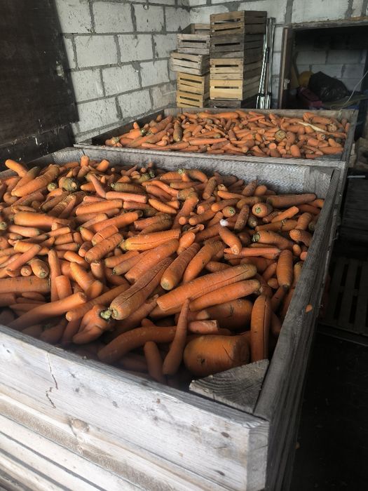 Sprzedam marchew odpadową