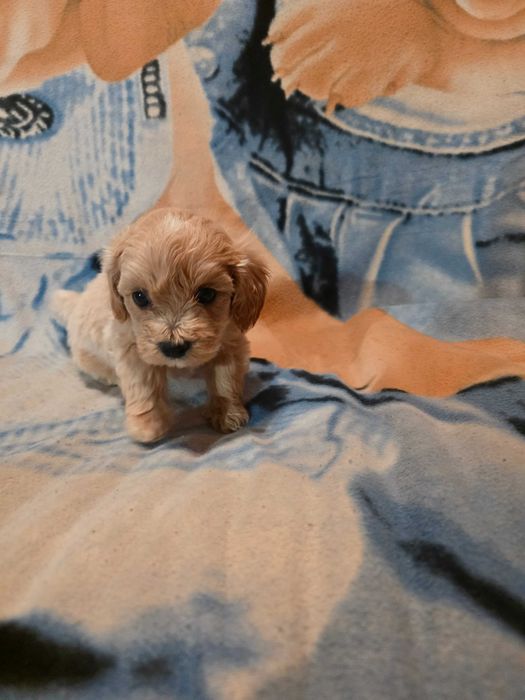 Maltipoo szczeniak