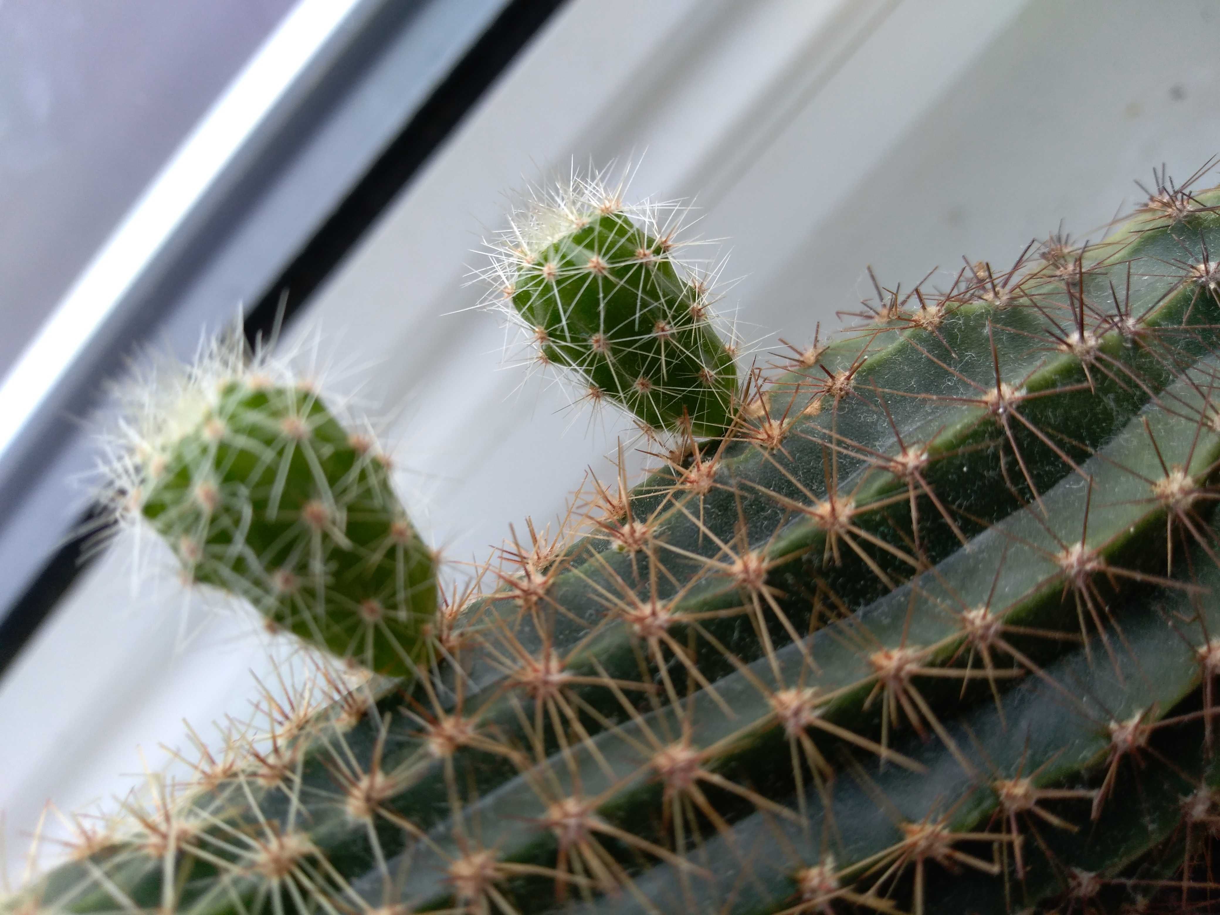 małe młode kaktusy. Gatunek: ECHINOPSIS