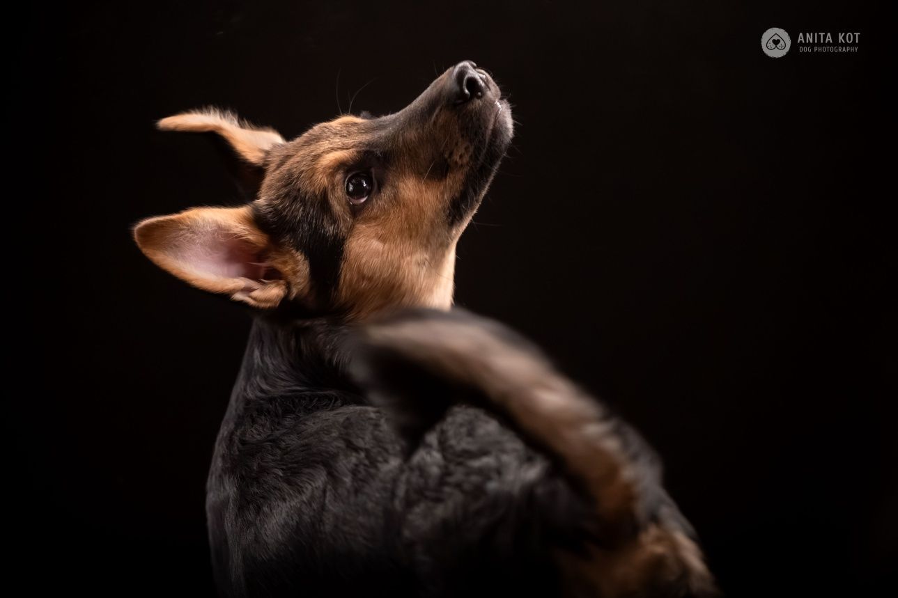 Enzo, wrażliwy szczeniak do adopcji