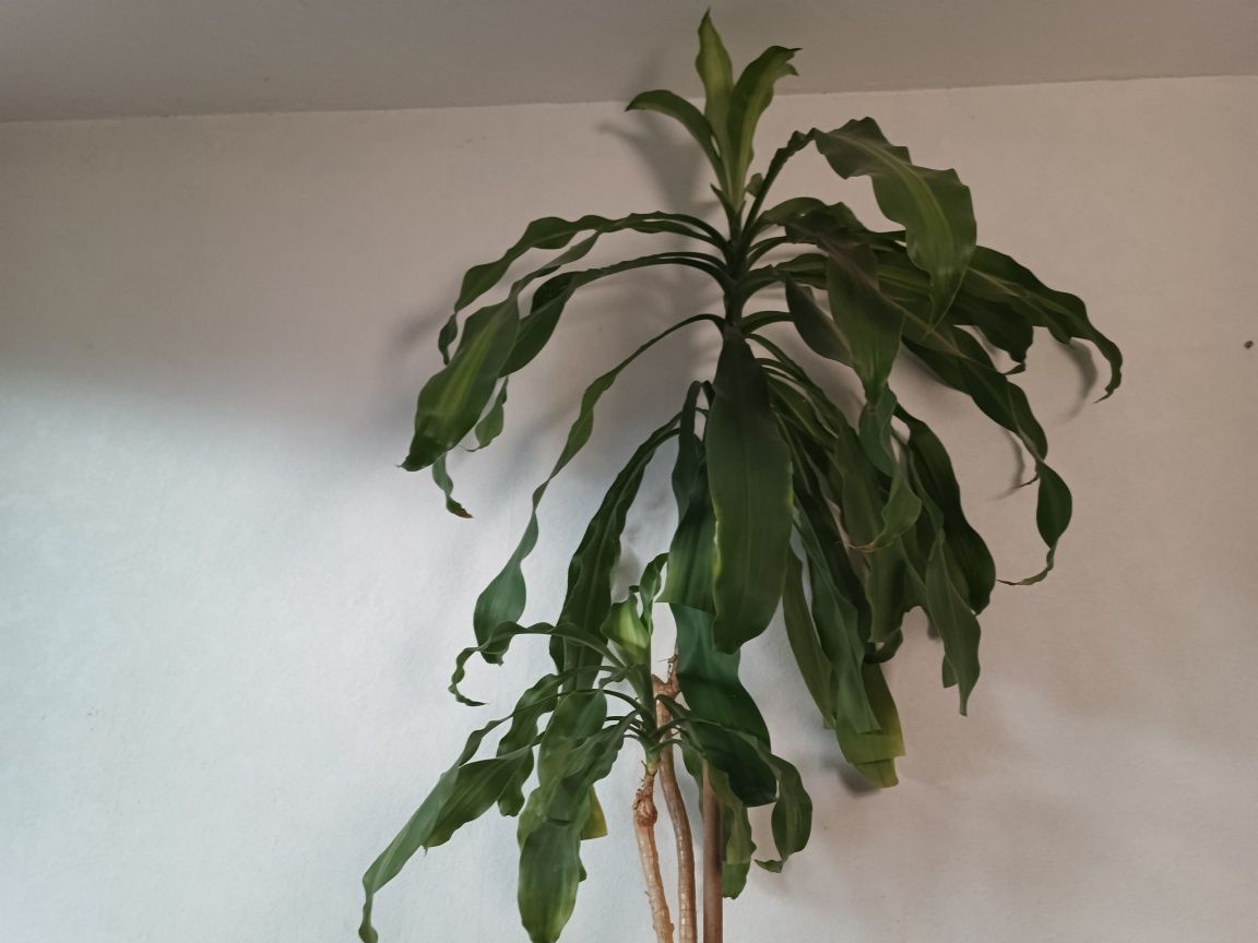 Dracena duża doniczka 2pnie 2,5m wysokości