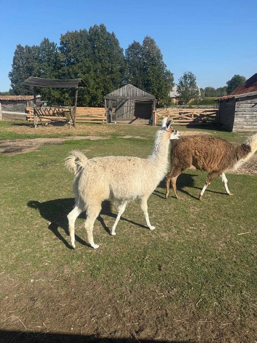 Lamę Sprzedam Samica