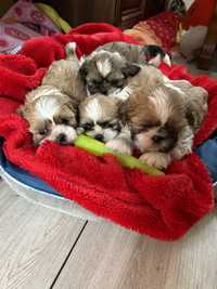 Shih Tzu mini z rodowodem