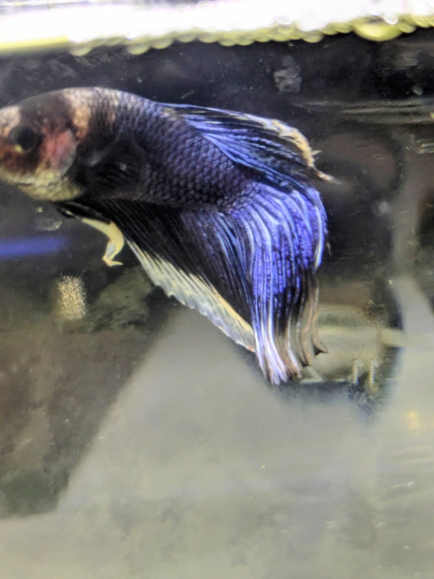 Macho betta veil tail