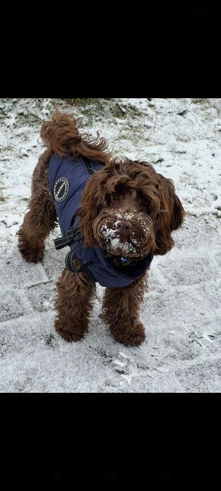Cockapoo cavapoo pudel toy