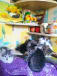 Котята крысоловы