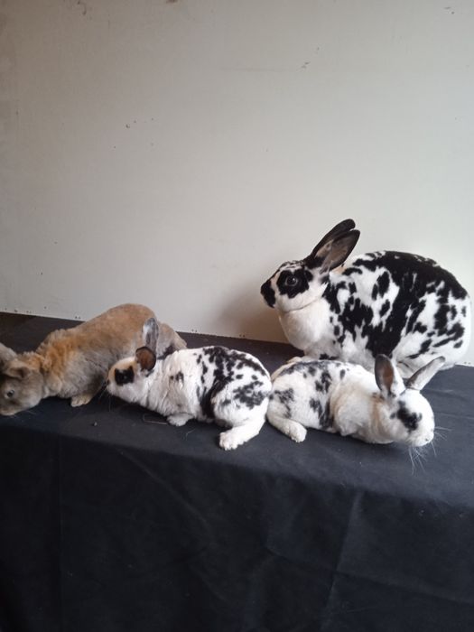 Kroli rex dalmatyński