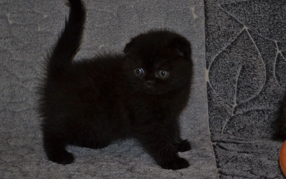 Очень красивые котята