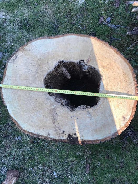 Pieńki lipy na donice lub rzeźby