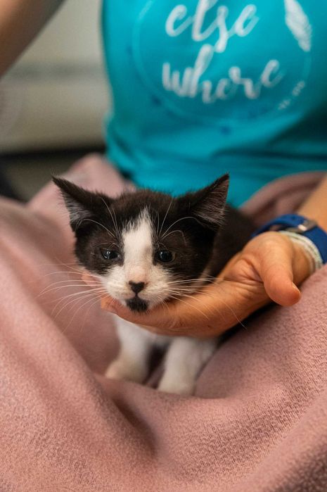 Grześ – koci przyjaciel do adopcji