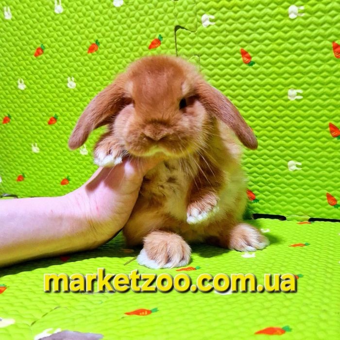 Чарівна кроленя породи Mini Lop шукає люблячий дім!карликовые кролики