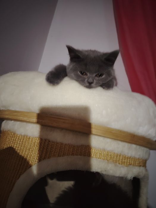 Kotka brytyjska krótkowłosa