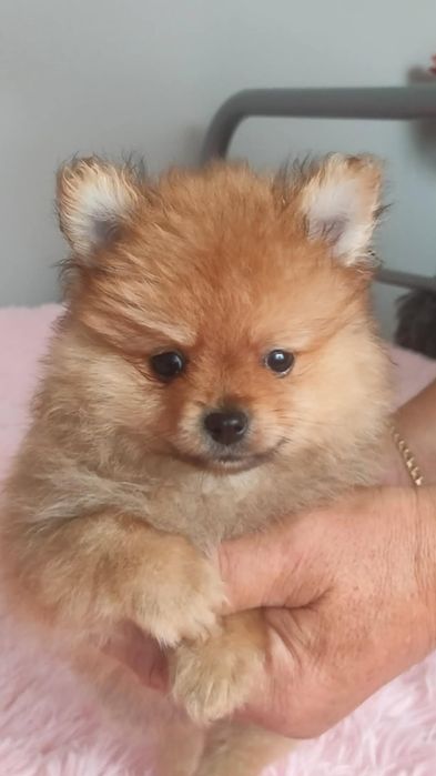 Pomeranian boo aktualne