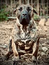 Cão de “Presa Canário”