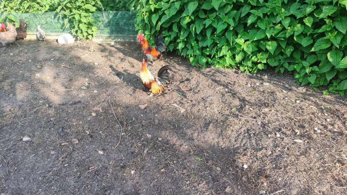 Koguty kolorowe sprzedam