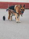 Cadeira de rodas cão 40kg grande porte