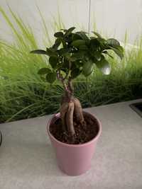 Fikus ginseng bonsai kwiat doniczkowy