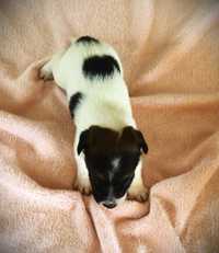 Jack Russell Terrier piesek tricolor sierść złamana DOLAR