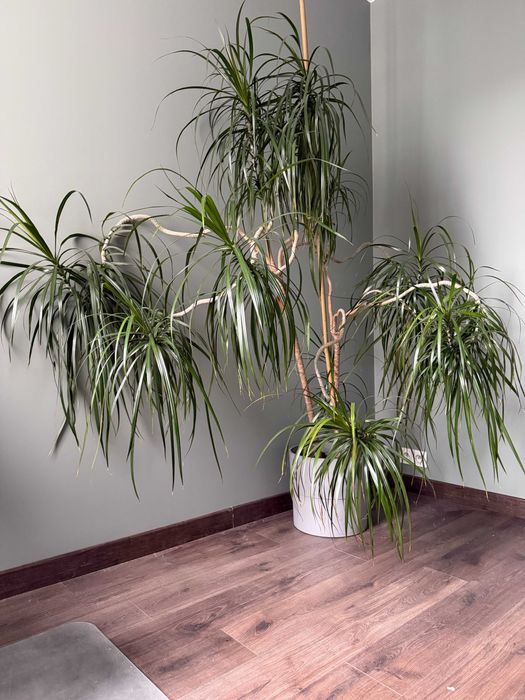 Duża dracena palma w doniczce do biura, salonu