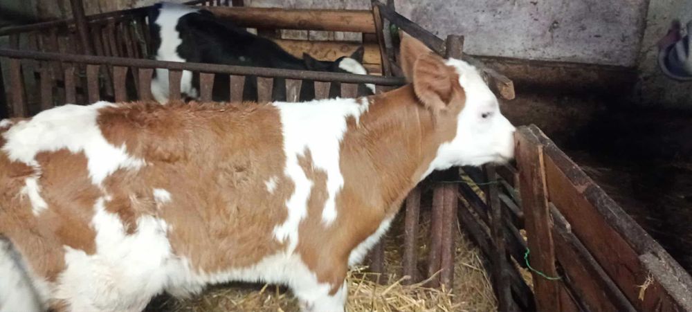 Cielak byczek czerwony