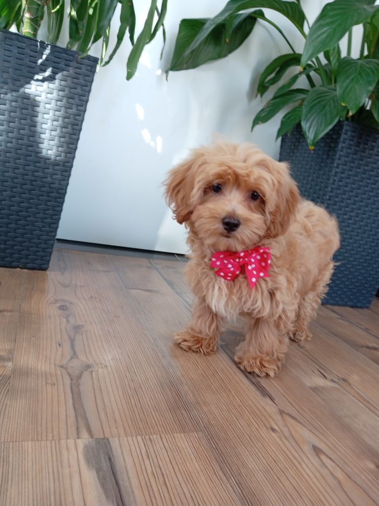 Suczka Maltipoo F1