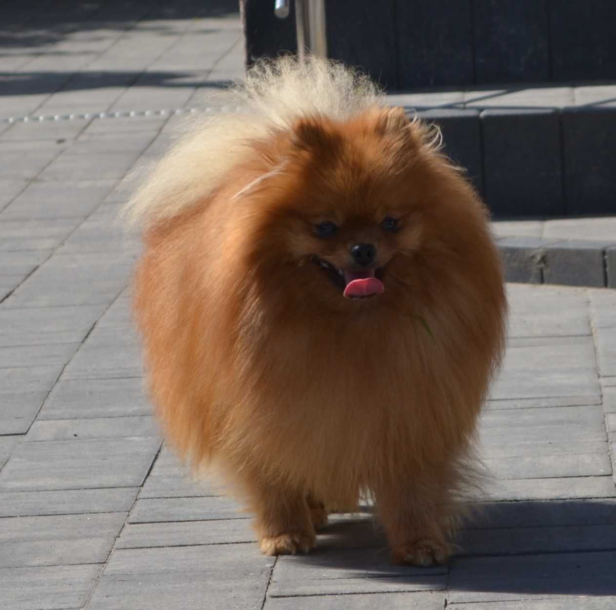 Piękny puchaty piesek szpic miniaturowy pomeranian