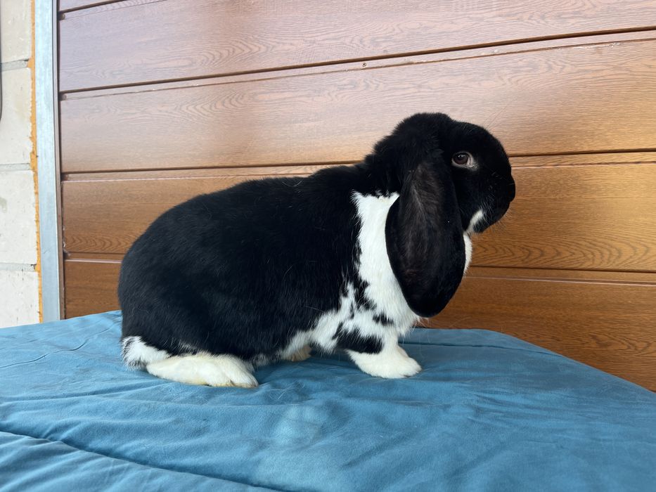 Króliki Barany Francuskie - Rodowód