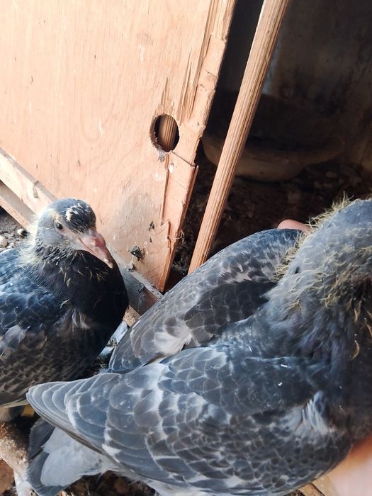 Sprzedam 2 gołębie pocztowe późne 2 po dobrej parze