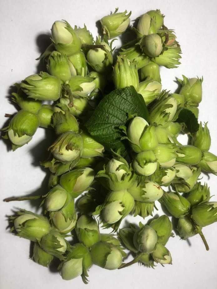 Orzech laskowy Mogulnus wczesny 8kg - 2025 wysyłka OLX