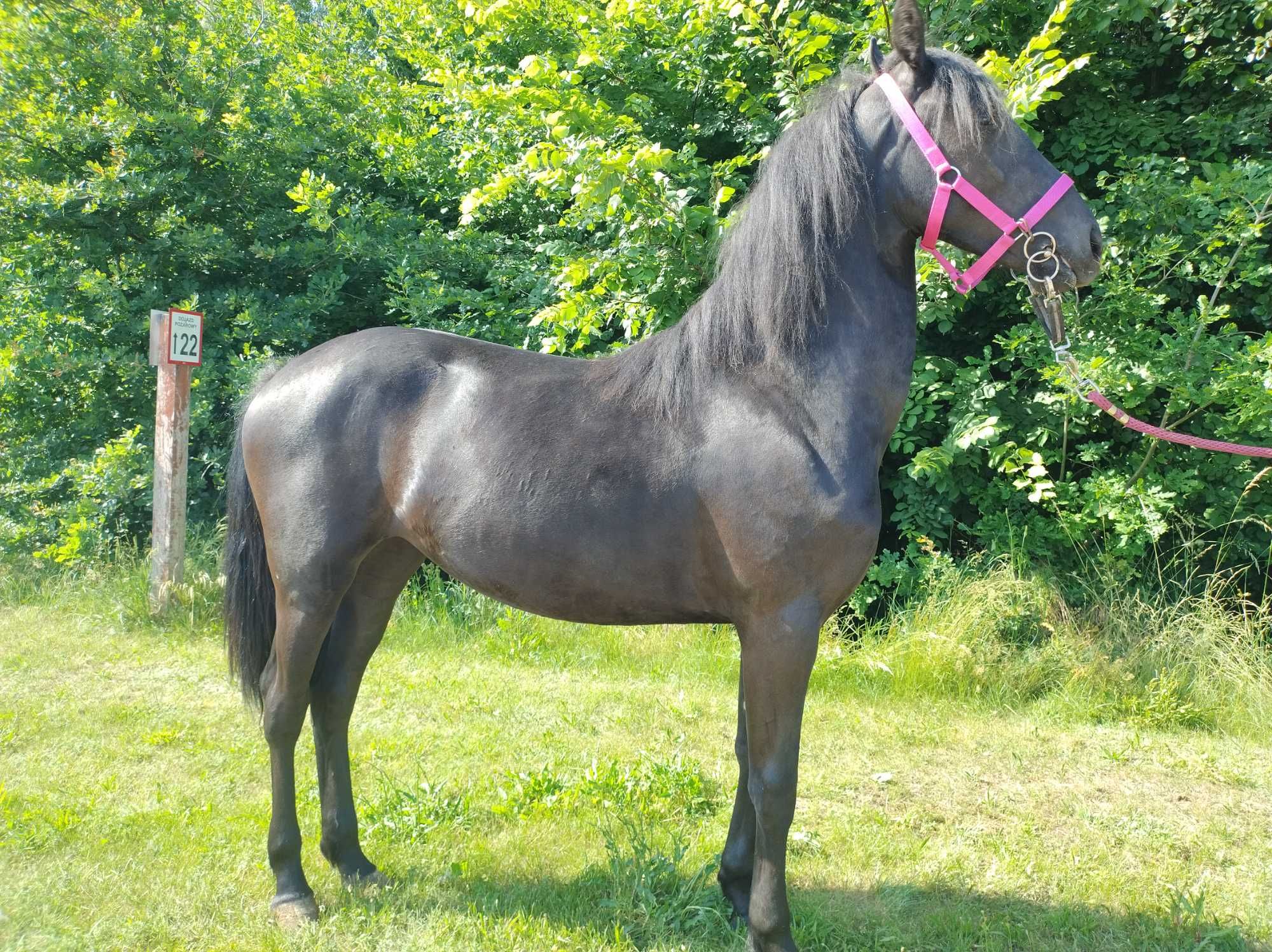 Sprzedam karą klacz