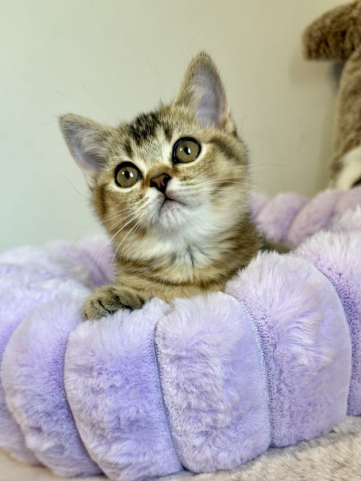 Kotka brytyjska czarny złoty ticked