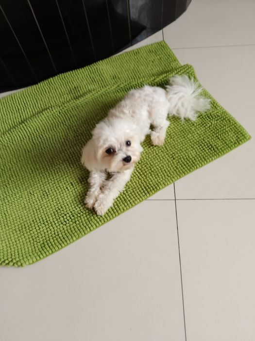 Maltańczyk reproduktor